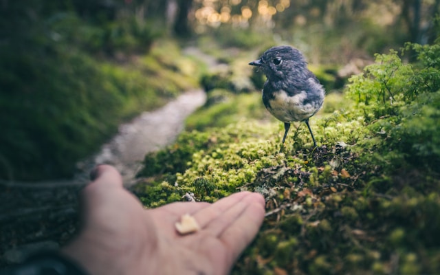 A bird considering whether to take a seed from the outstretched hand of a human